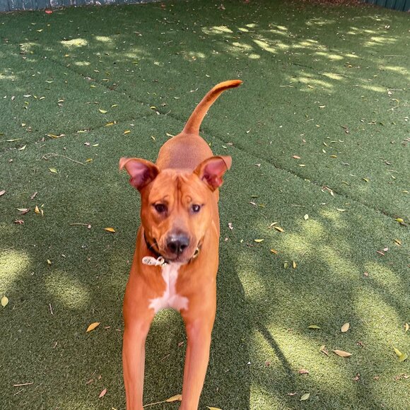 3 Pair -Chaps by Ralph Lauren Shorts Light Blue, Beige, & Creme Never Worn - Picture 1 of 3